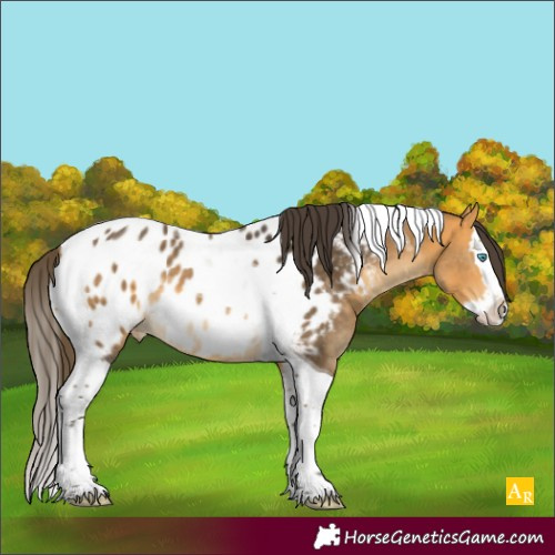 Horse Color:Buckskin Splash Tobiano Appaloosa 