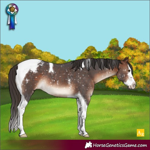Horse Color:Brown Sabino Splash Tobiano Appaloosa Rabicano