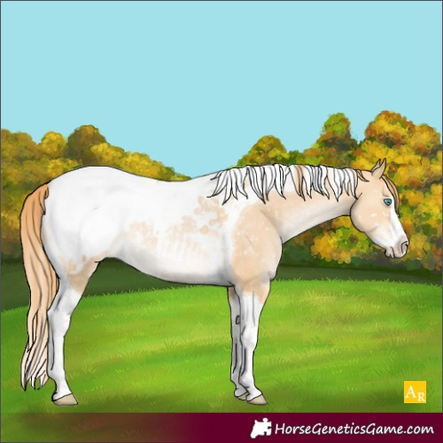 Horse Color:Buckskin Pearl Splash Tobiano Appaloosa Rabicano