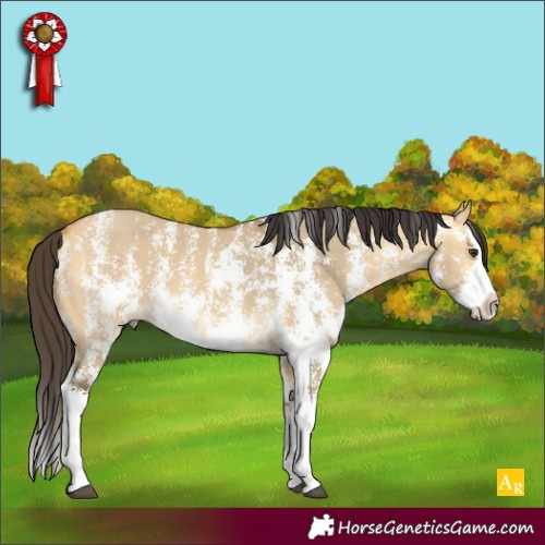 Horse Color:Buckskin Dun Sabino Splash 