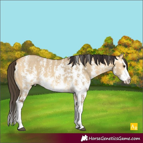 Horse Color:Buckskin Dun Sabino Splash