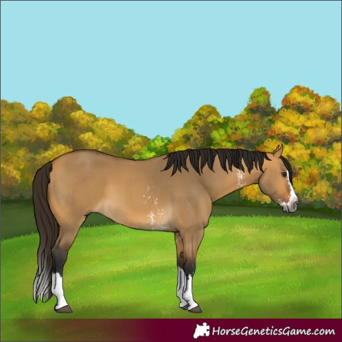 Horse Color:Unknown