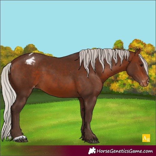 Horse Color:Silver Bay Appaloosa 