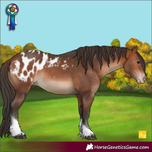 Horse Color:Bay Tobiano Appaloosa