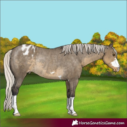 Horse Color:Silver Smoky Grullo Appaloosa Rabicano 