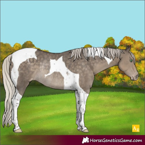 Horse Color:Silver Smoky Grullo Tobiano Appaloosa Rabicano 