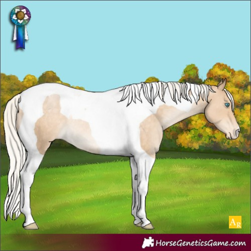 Horse Color:Silver Buckskin Pearl Tobiano Appaloosa Rabicano