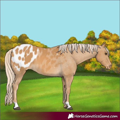 Horse Color:Palomino Appaloosa