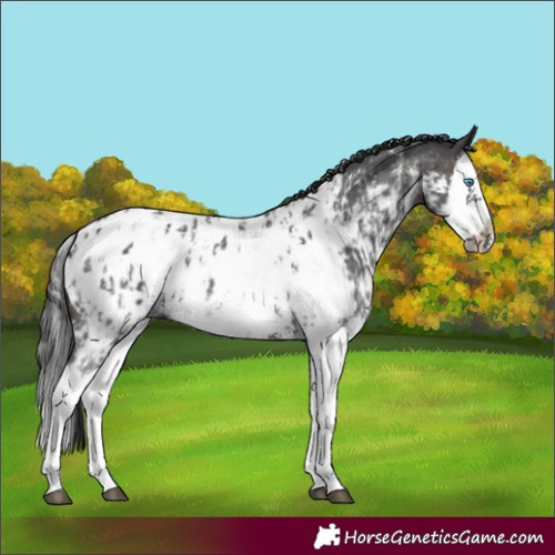 Horse Color:Brown Sabino Splash Appaloosa and Brown Sabino Splash Frame Appaloosa