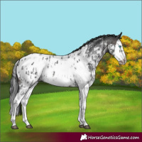 Horse Color:Brown Sabino Splash Appaloosa  and Brown Sabino Splash Frame Appaloosa 