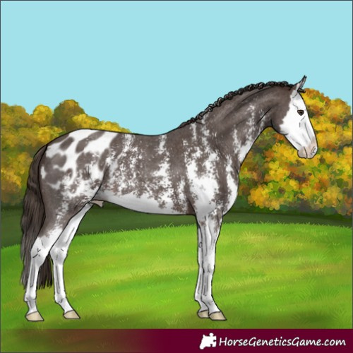 Horse Color:Liver Chestnut Sabino Splash Blanket