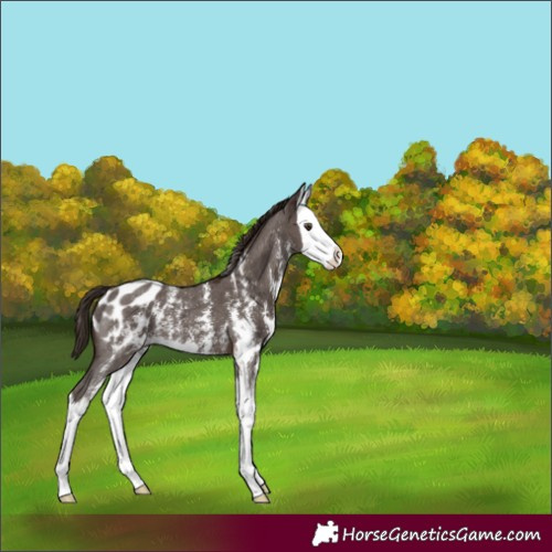 Horse Color:Liver Chestnut Sabino Splash Appaloosa 