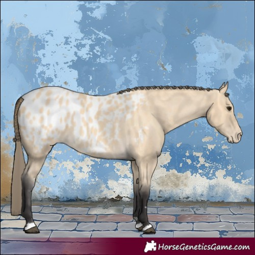 Horse Color:Buckskin Appaloosa 