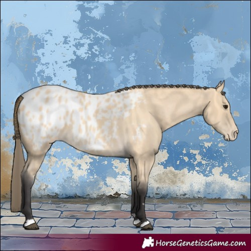 Horse Color:Buckskin Near Leopard