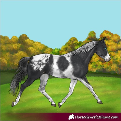 Horse Color:White Spotted Black Splash Tobiano Frame Appaloosa 