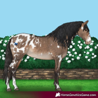 Horse Color:White Spotted Bay Dun Sabino Blanket 