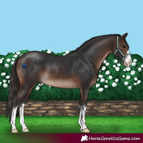 Horse Color:Brown Appaloosa 
