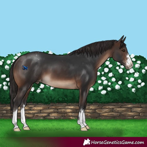 Horse Color:Brown Appaloosa 