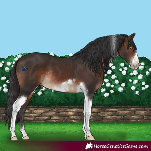 Horse Color:Brown Tobiano Frame Rabicano