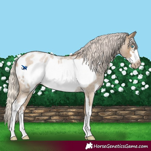Horse Color:Gray Silver Smoky Blue Roan Pearl Sabino Frame Appaloosa Rabicano 