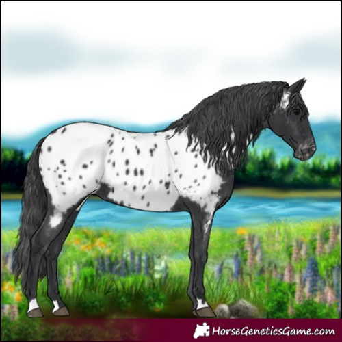 Horse Color:Black Appaloosa 