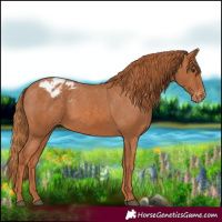 Horse Color:Chestnut Appaloosa 