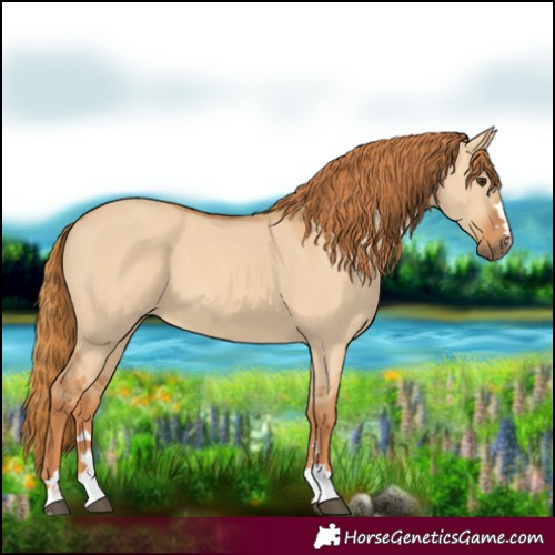 Horse Color:Red Dun