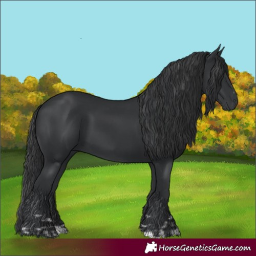 Horse Color:Black and Black