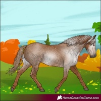Horse Color:Gray Chestnut 
