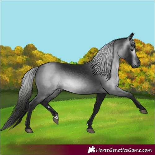 Horse Color:Unknown 