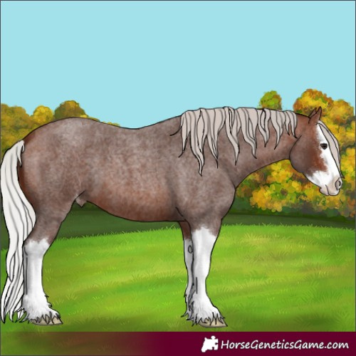 Horse Color:Silver Bay Roan Splash Appaloosa 