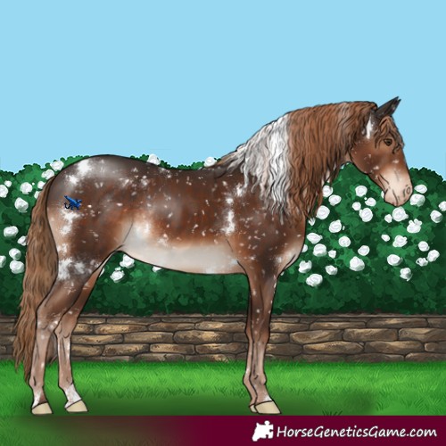 Horse Color:White Spotted Liver Chestnut Appaloosa Rabicano 