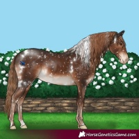 Horse Color:White Spotted Liver Chestnut Appaloosa Rabicano 