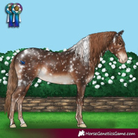 Horse Color:White Spotted Liver Chestnut Snowflake Varnish Rabicano 