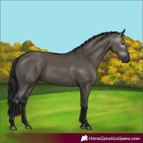 Horse Color:Gray Grullo