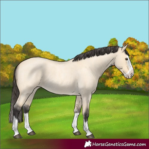 Horse Color:Buckskin Roan Dun Splash