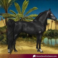 Horse Color:Gray Black