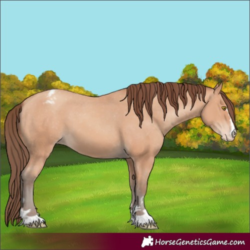 Horse Color:Amber Champagne Snowcap 