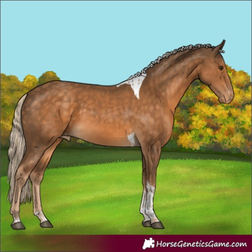 Horse Color:Chocolate Palomino Tobiano Varnish