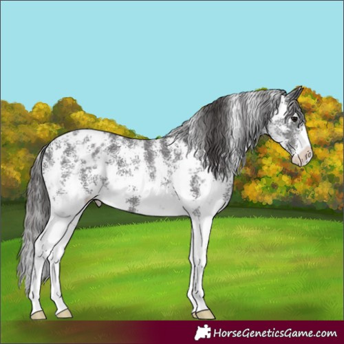 Horse Color:Smoky Black Sabino Appaloosa