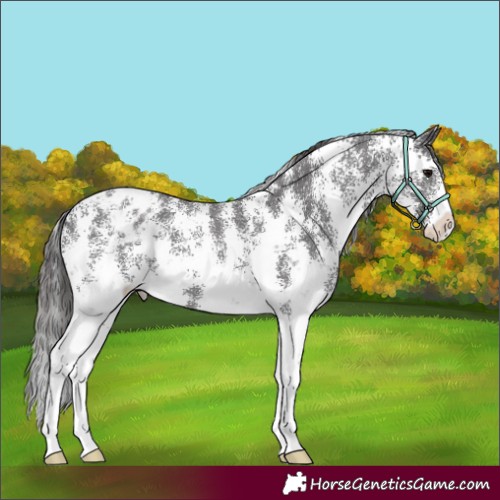 Horse Color:Smoky Black Sabino Appaloosa