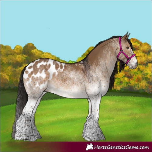 Horse Color:Gray White Spotted Brown Dun Tobiano Appaloosa