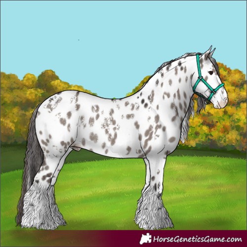 Horse Color:Powder White White Spotted Smoky Grullo Appaloosa Rabicano 