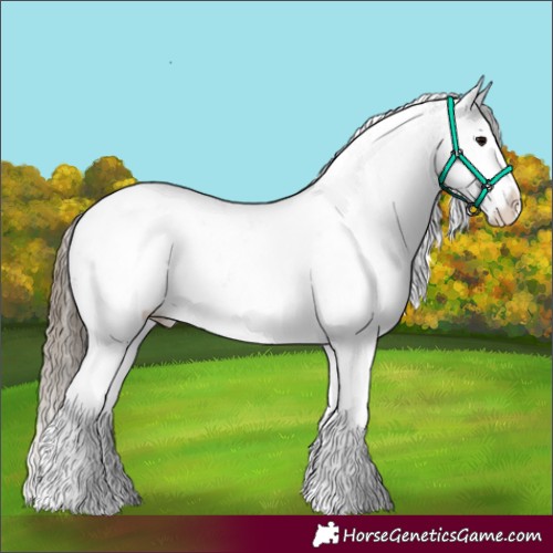 Horse Color:White Spotted Smoky Grullo Appaloosa Rabicano