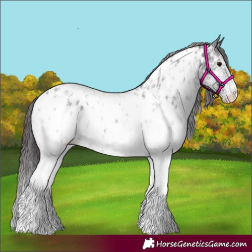 Horse Color:White Spotted Smoky Black Appaloosa Rabicano 