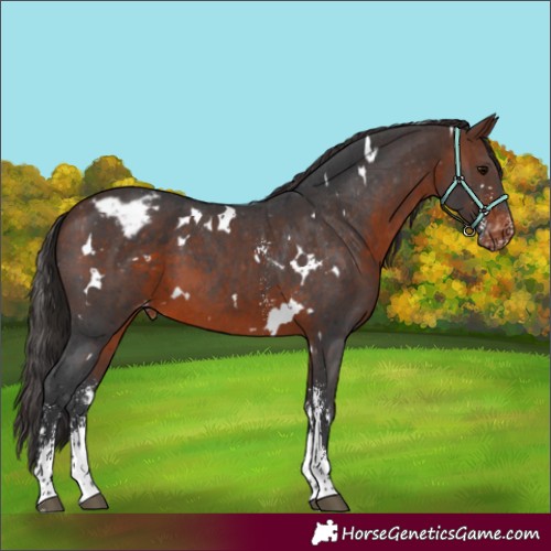 Horse Color:White Spotted Brown Sabino Appaloosa