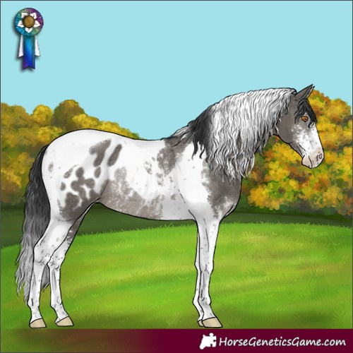 Horse Color:Grullo Sabino Tobiano Appaloosa Rabicano Brindle 