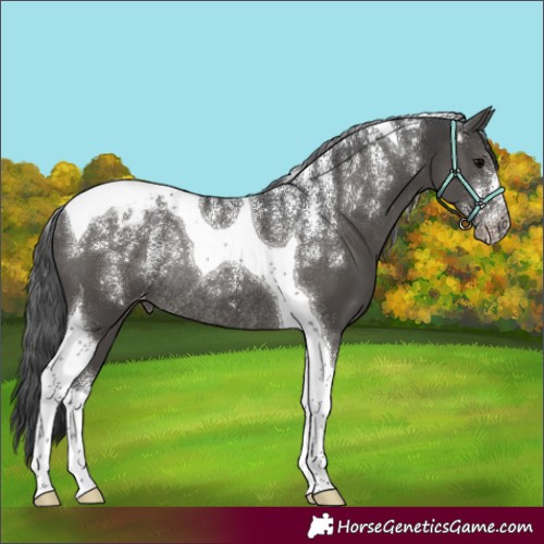 Horse Color:Powder White Black Tobiano Appaloosa Rabicano