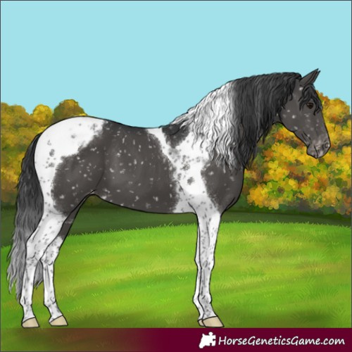Horse Color:Black Tobiano Appaloosa