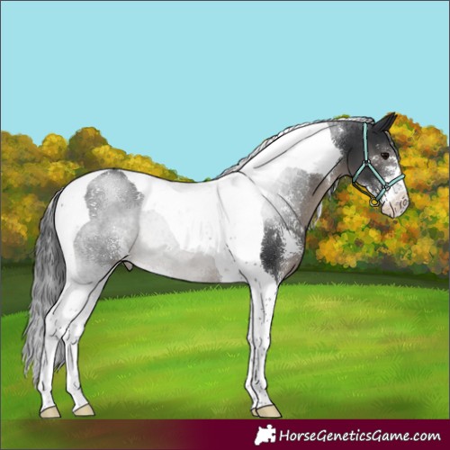 Horse Color:Black Sabino Tobiano 